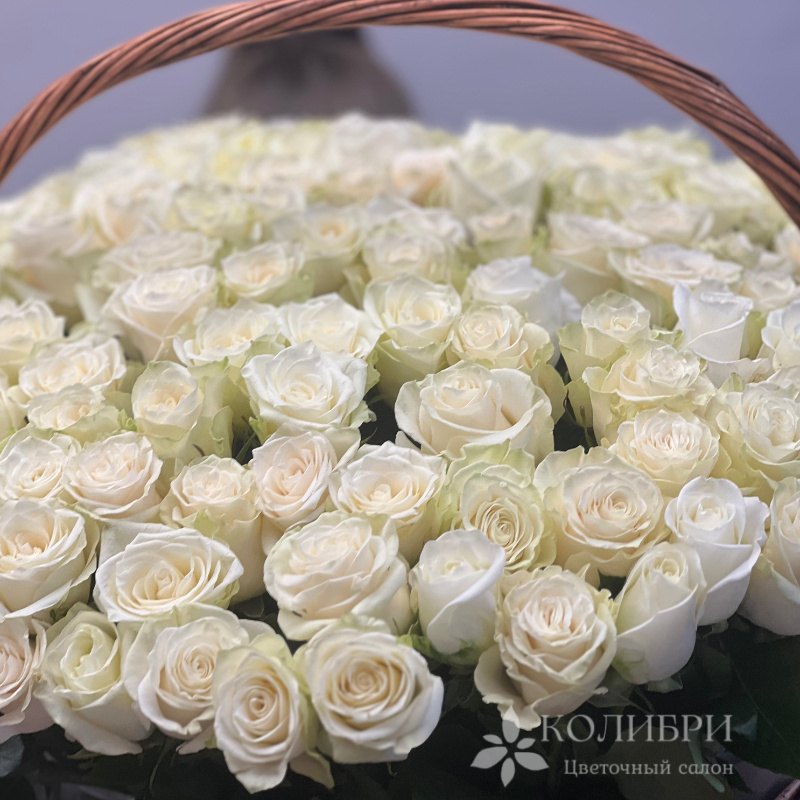 101 белоснежная роза 2