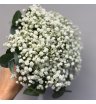 Свадебный букет из гипсофилы 1