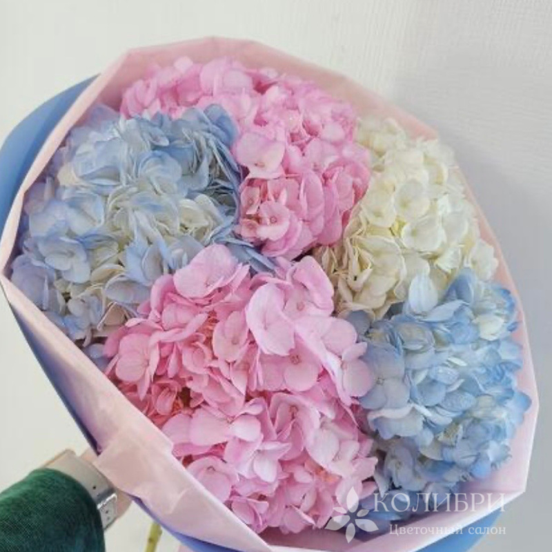 Гортензии нежности