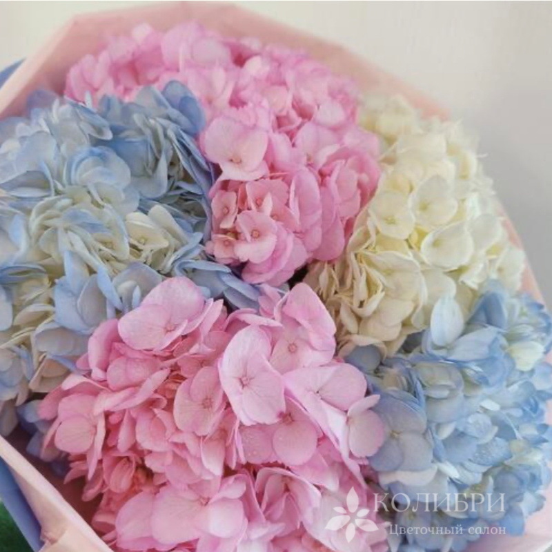 Гортензии нежности 1